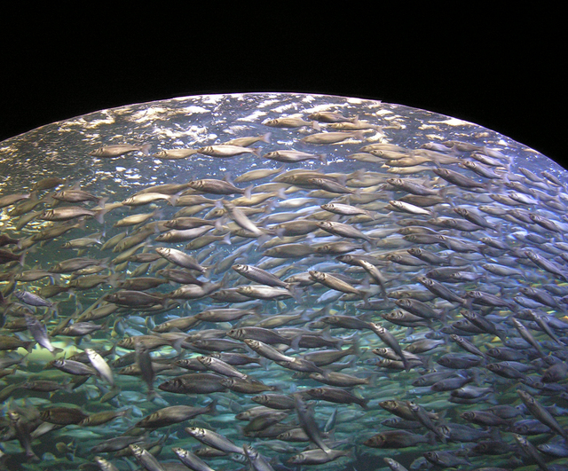 Schooling fish — biological competition